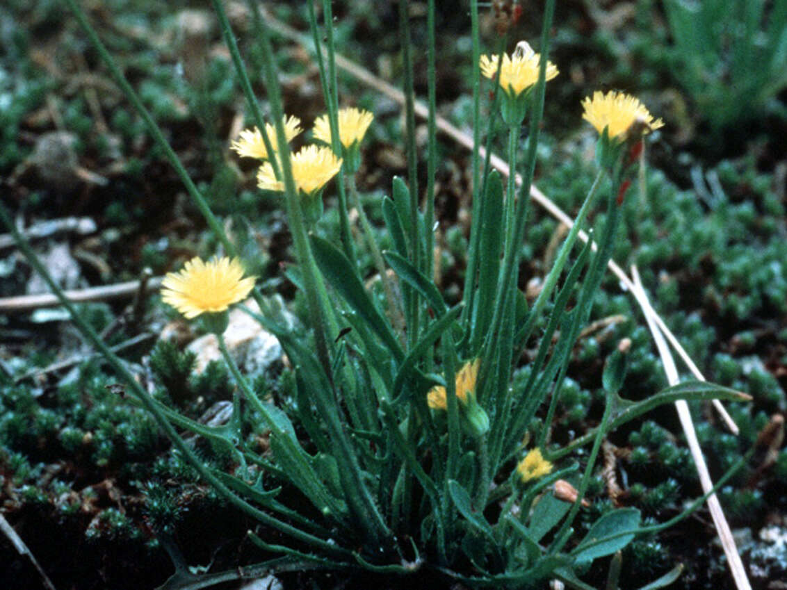 Image of Dwarf dandelion