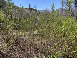 Imagem de Prunus virginiana var. demissa (Nutt.) Torr.