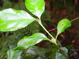 Image of Lasianthus fordii var. microphyllus (Elmer) H. Zhu