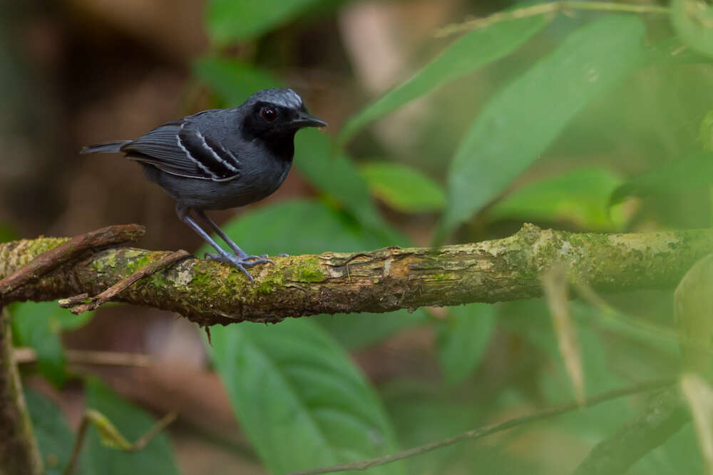 Image of Black-faced Antbird