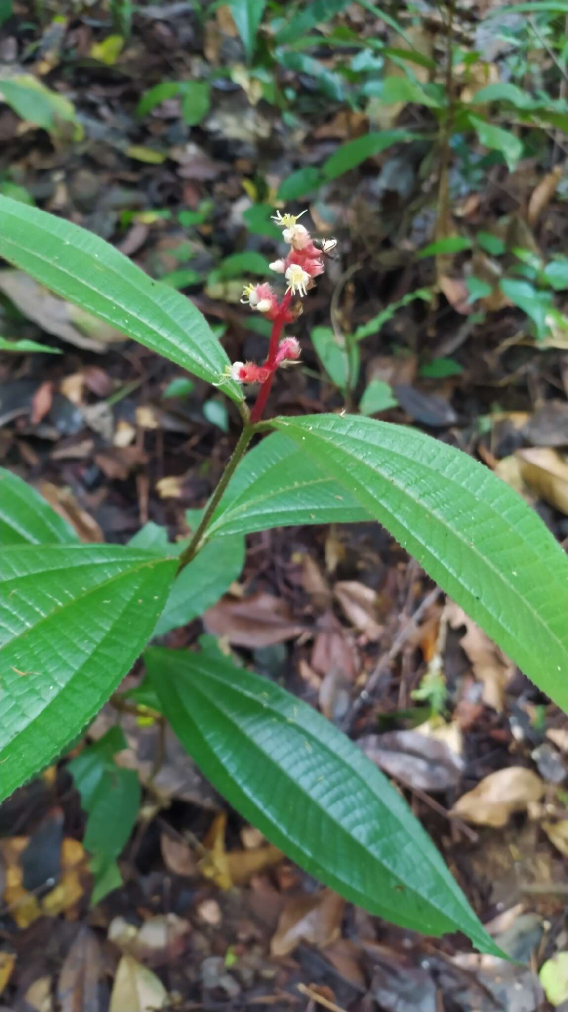 Image of Miconia lappacea (DC.) Triana