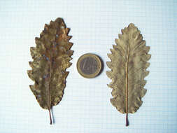 Image of Algerian Oak