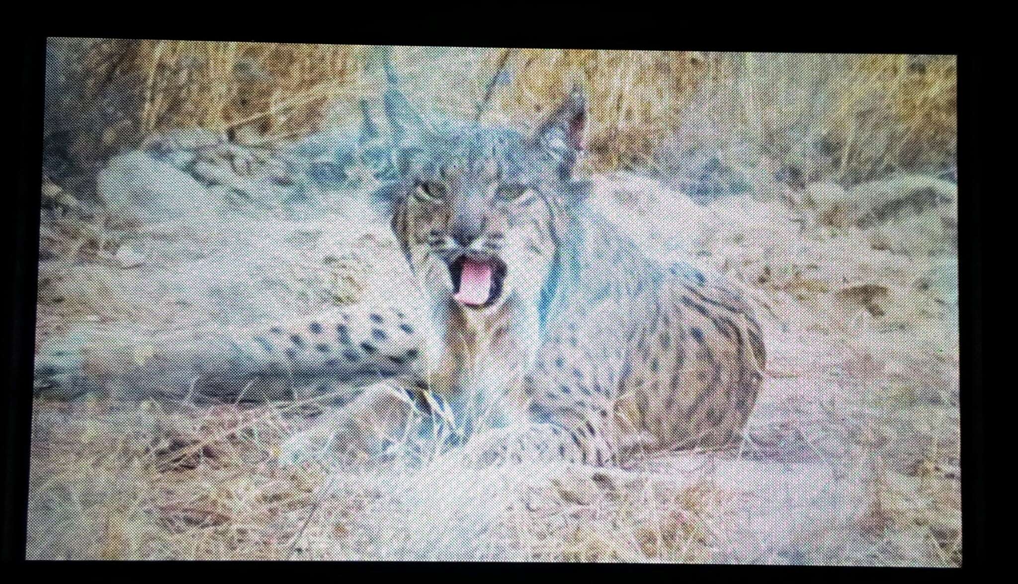 Image of Iberian lynx