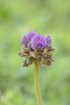 Image of Flemingia nilgheriensis (Baker) T. Cooke