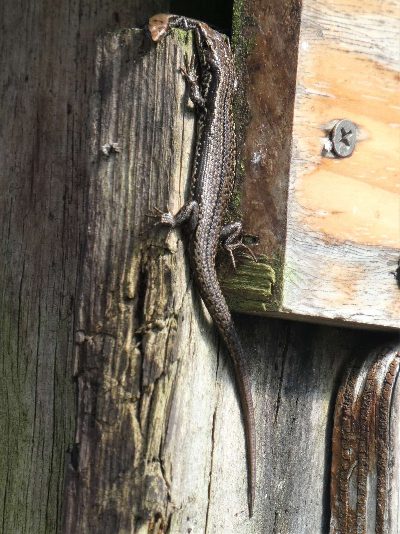 Image of Tasmanian Tree Skink