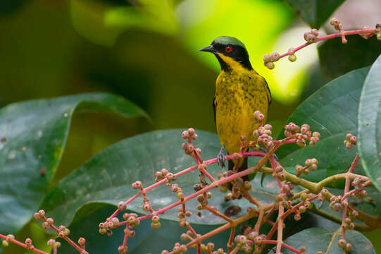 Image of Yellow-bellied Dacnis