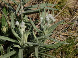 Image of Lessingianthus mollissimus (D. Don ex Hook. & Arn.) H. Rob.