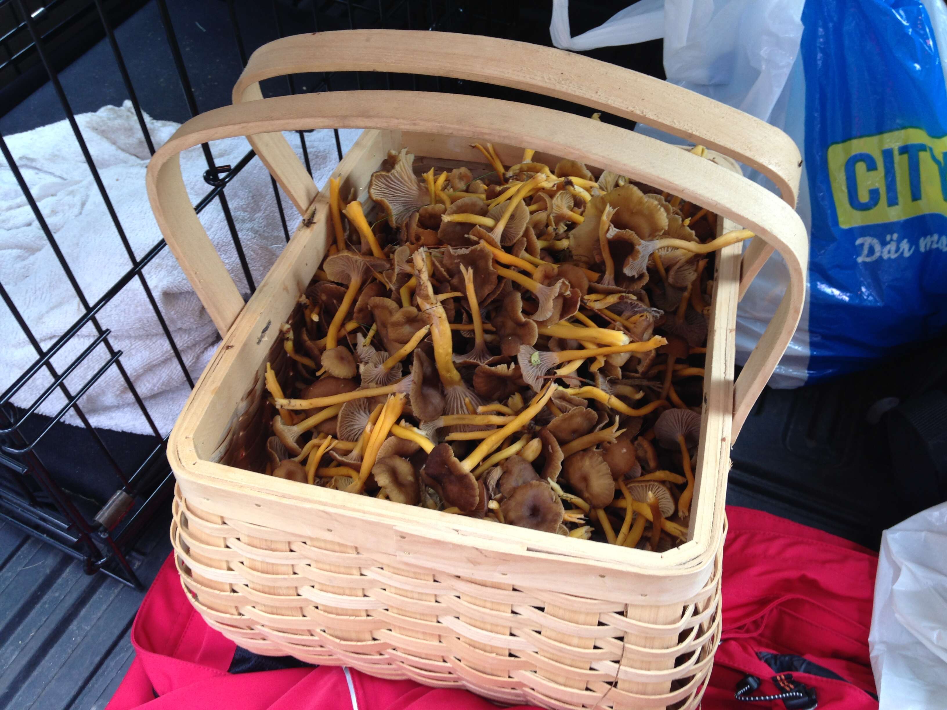 Image of Funnel Chanterelle