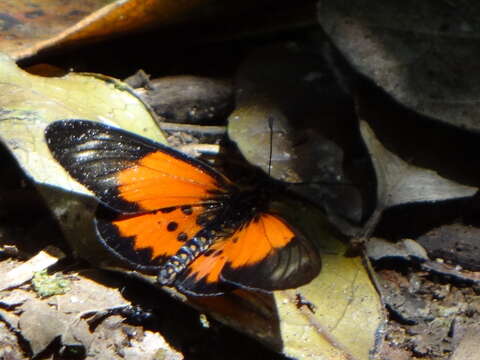 Image of Acraea fornax Butler 1879