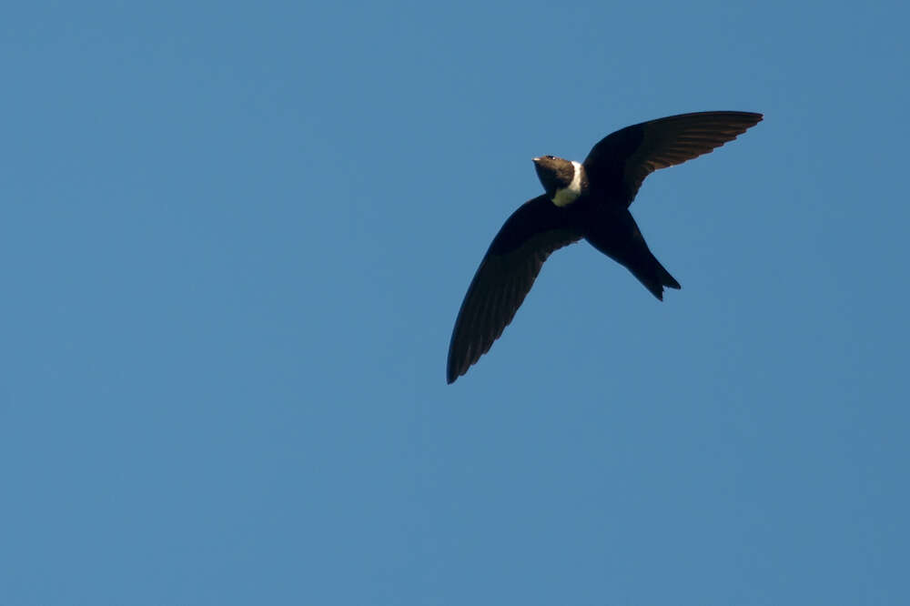 Image of White-collared Swift