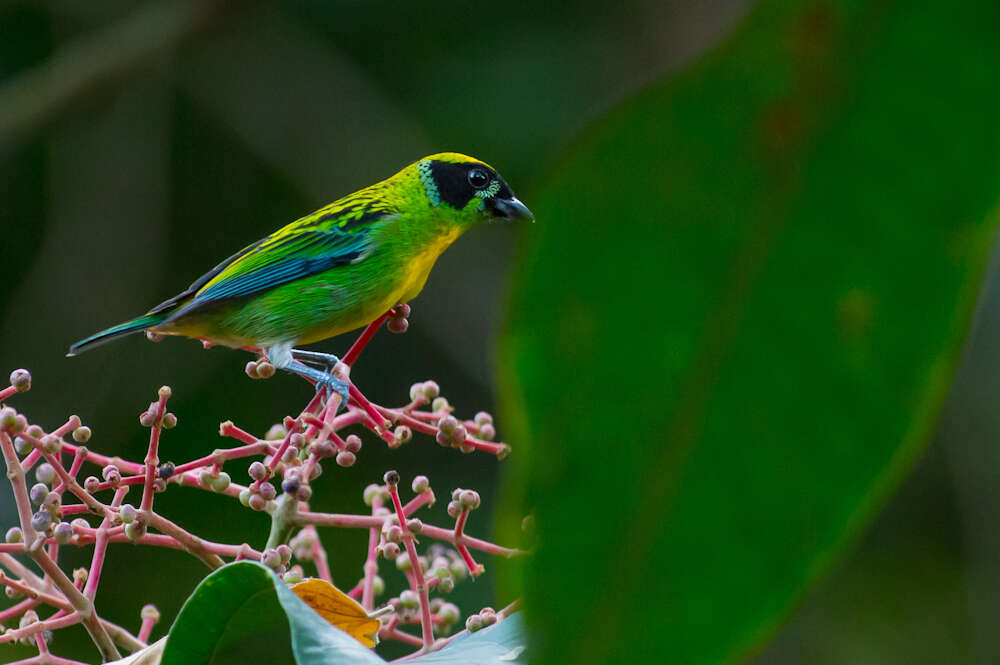 Tangara schrankii (Spix 1825) resmi