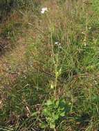 Image of cultivated radish