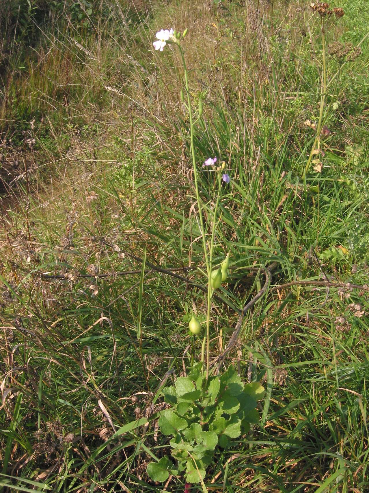 Image of cultivated radish