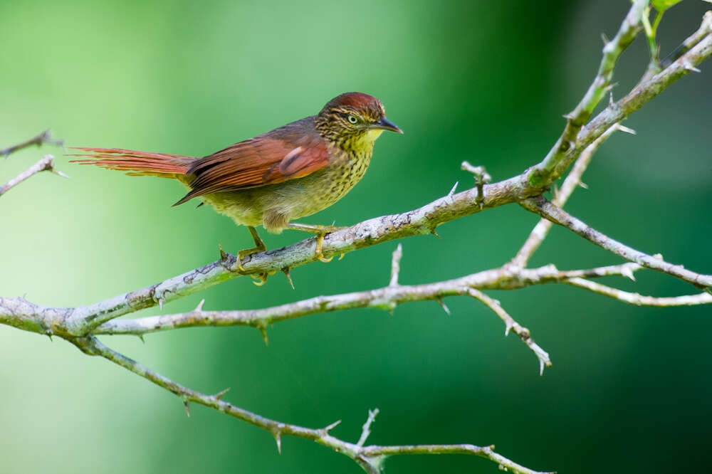 Image of ovenbirds