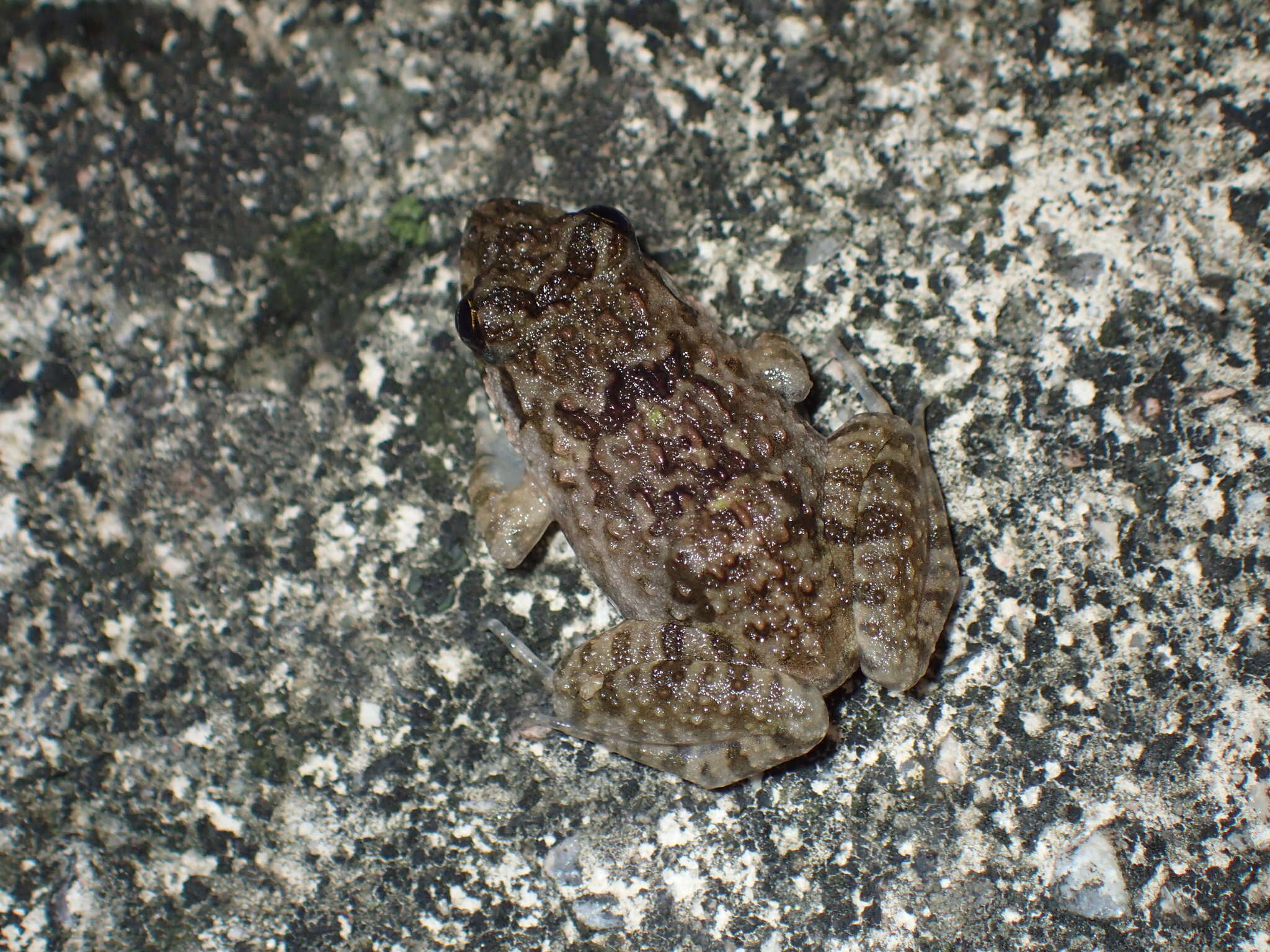 Fejervarya multistriata (Hallowell 1861)的圖片