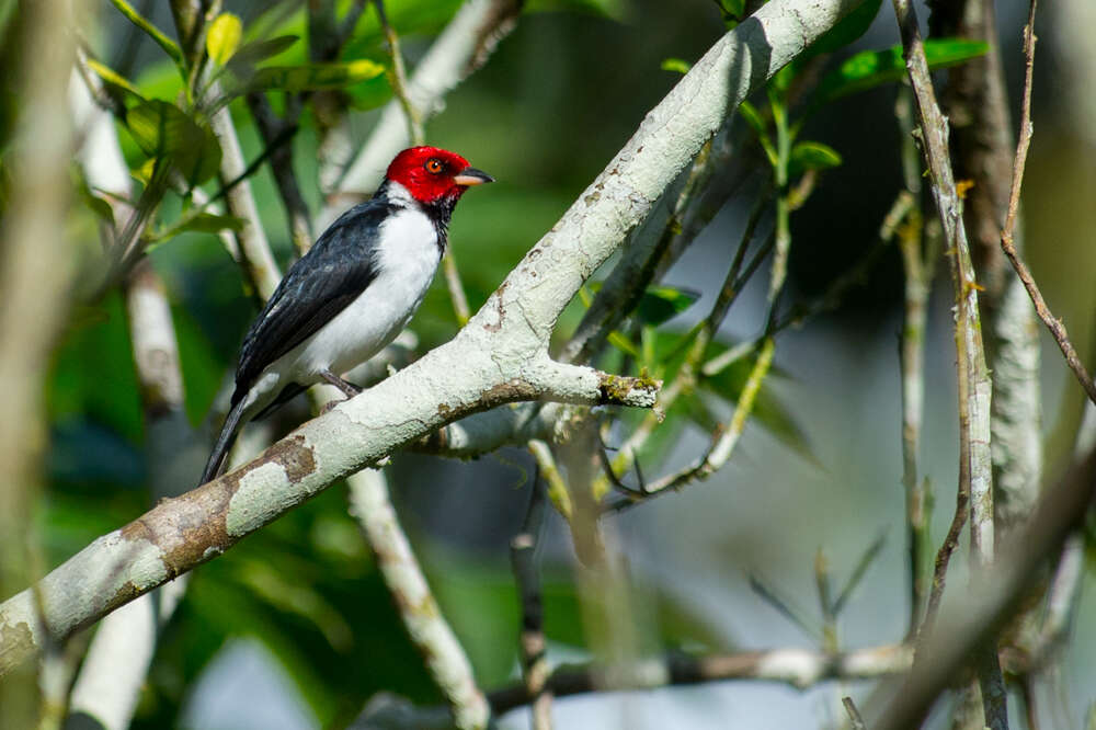 Image of Red-capped Cardinal