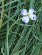 Image of cultivated radish