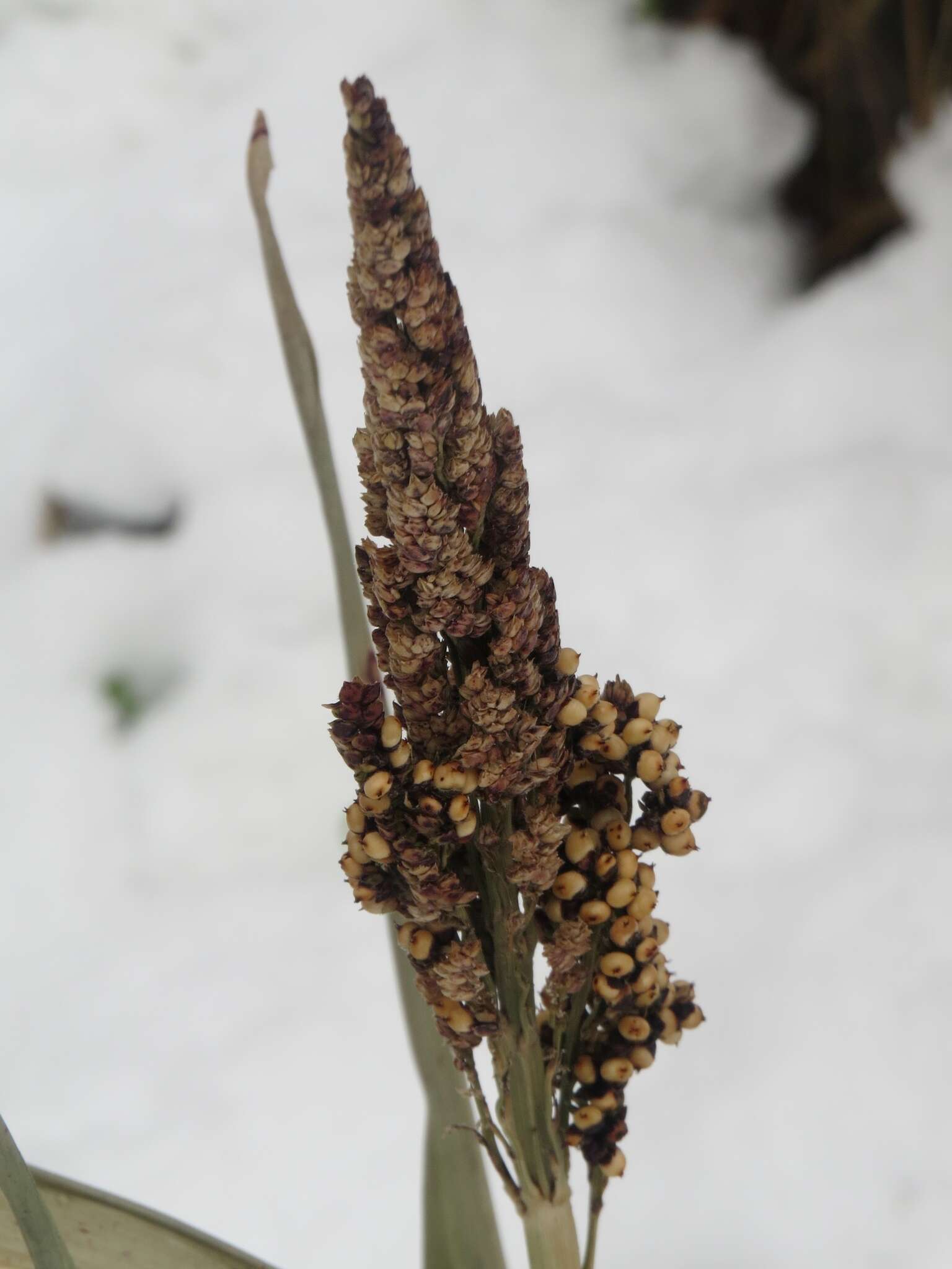 Image of sorghum