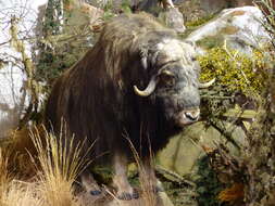 Image of muskox