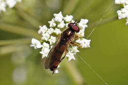 Image of Platycheirus quadratus (Say 1823)