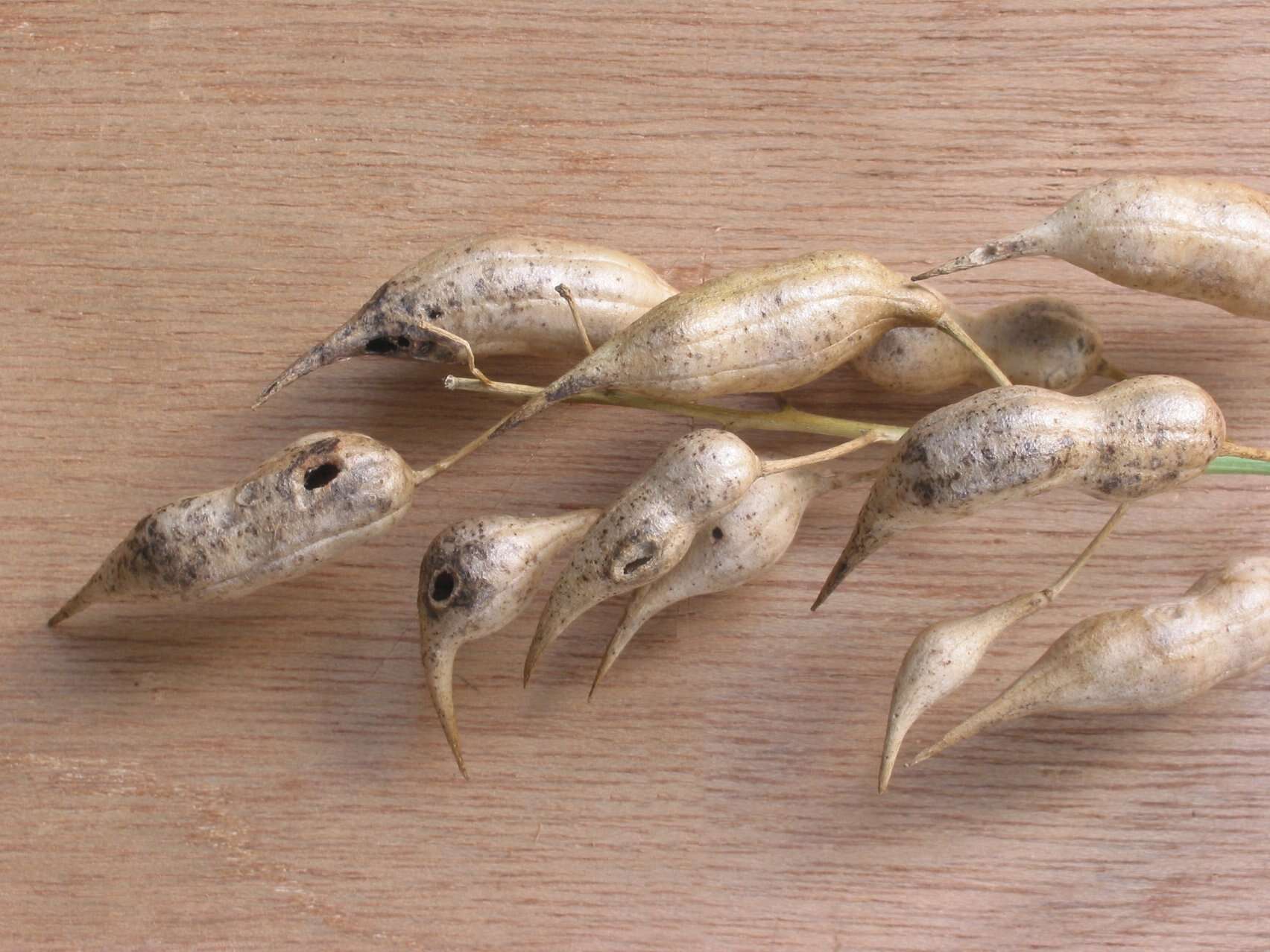 Image of cultivated radish