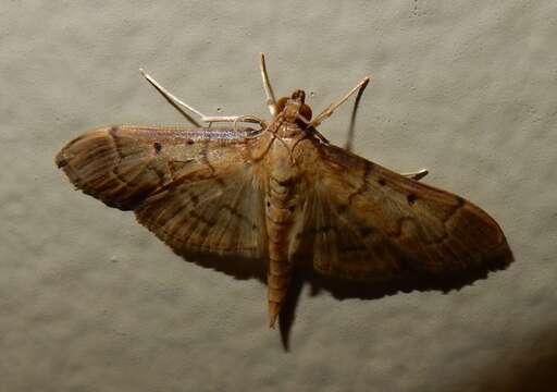 Image de Herpetogramma bipunctalis Fabricius 1794