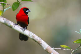 Image of Masked Crimson Tanager