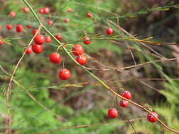 Image of Wild asparagus