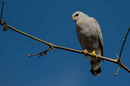 Image of Grey-lined Hawk