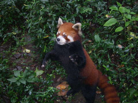 Image of Red panda