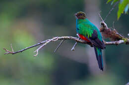 Image de Quetzal doré