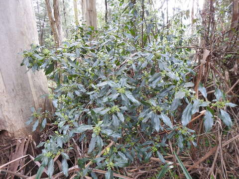 Image of Hedycarya angustifolia A. Cunn.