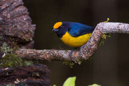 Image of Orange-bellied Euphonia