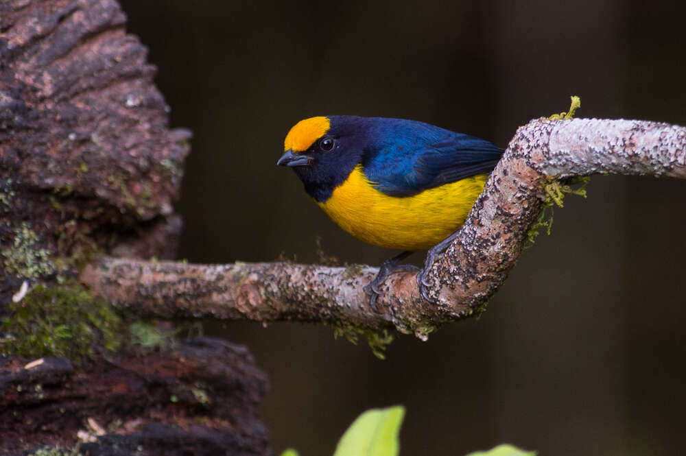 Image of Orange-bellied Euphonia