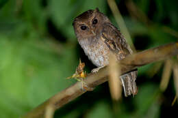 Image of Rufescent Screech Owl