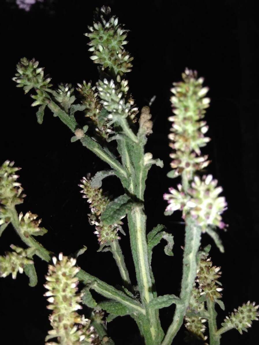 Image of Pterocaulon redolens