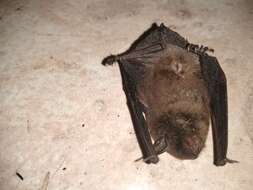 Image of Black Myotis