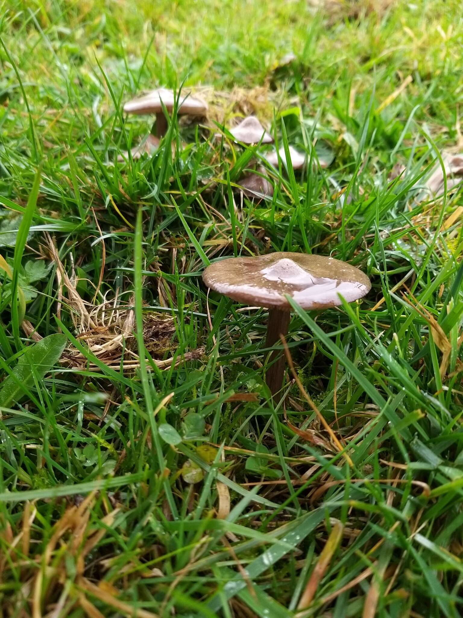 Image of Entoloma porphyrophaeum (Fr.) P. Karst. 1879