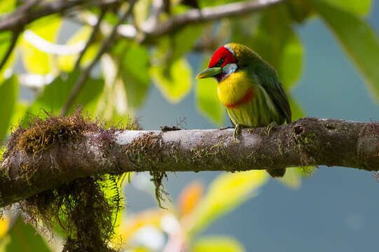 Image of Blue-moustached Barbet