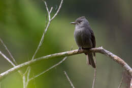 Image of Smoke-colored Pewee