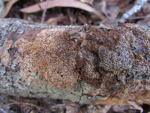 Imagem de Fuscoporia ferruginosa (Schrad.) Murrill 1907