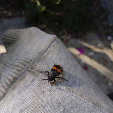 Image of Nicrophorus (Nicrophorus) mexicanus (Matthews & A. 1887)