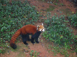 Image of red pandas