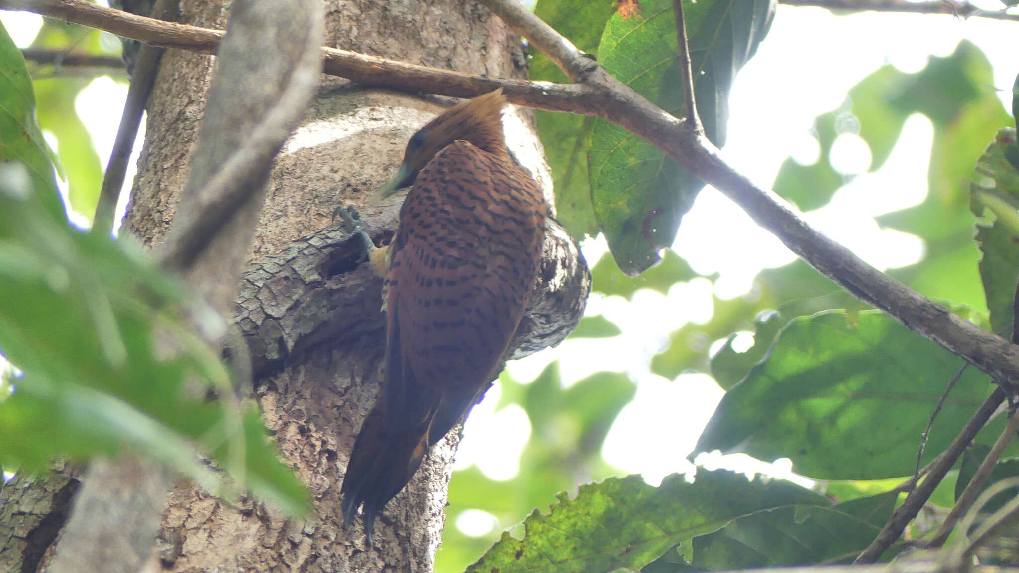 Image of Waved Woodpecker