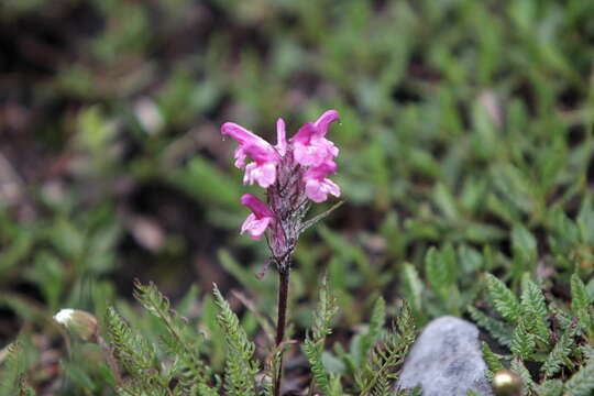 Image of Pedicularis rosea subsp. allionii (Rchb. fil.) E. Mayer