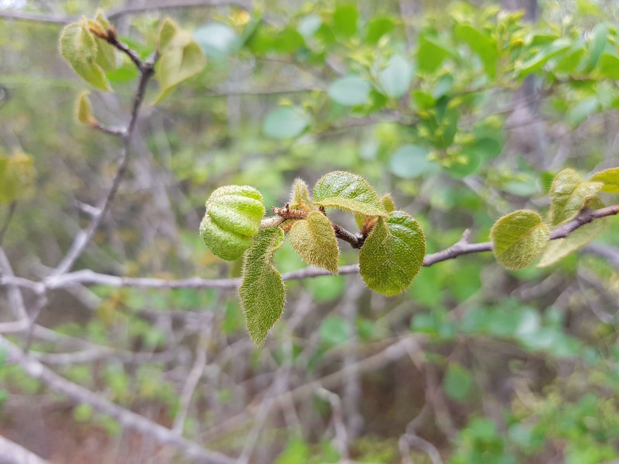 Image of Croton danguyanus Leandri