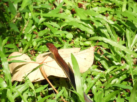 Image of Dendrelaphis caudolineatus (Gray 1834)