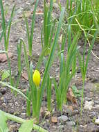 Image of winter daffodil