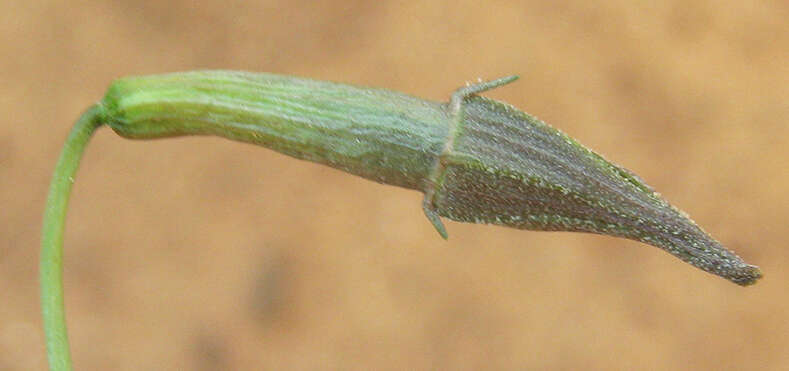 Image of Trochomeria macrocarpa (Sond.) Harv.