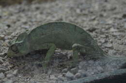 Image of African Chameleon